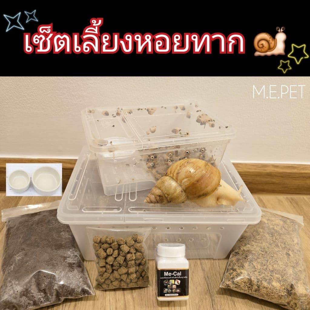 เซ็ตเลี้ยงหอยทาก และอุปกรณ์สำหรับเลี้ยงหอยทาก รูปที่ 1