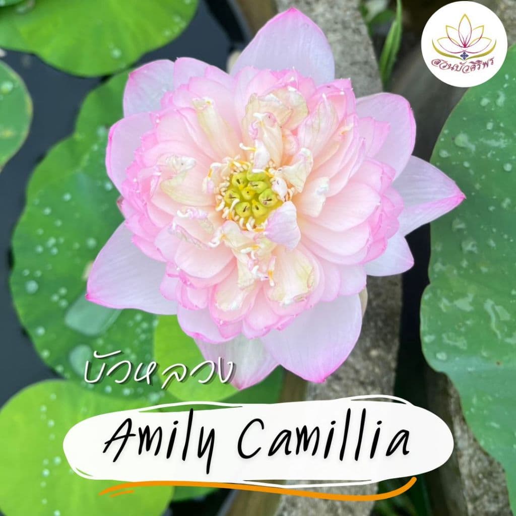 บัวหลวง Amily Camillia สีชมพูอ่อน แต้มด้วยปลายกลีบสีเข้ม มีออร่าสีเหลือง และกลีบซ้อนมาก รูปที่ 2