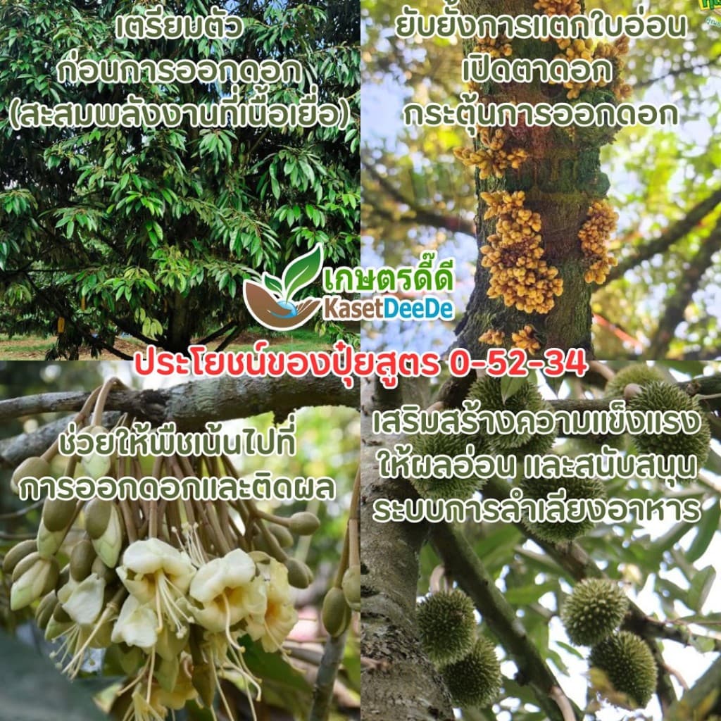 ปุ๋ย 0-52-34 โมโนโพแทสเซียมฟอสเฟต 300G/1KG Mono Potassium Phosphate ยับยั้งแตกใบอ่อน เปิดตาดอก เพิ่มผลผลิต รูปที่ 2