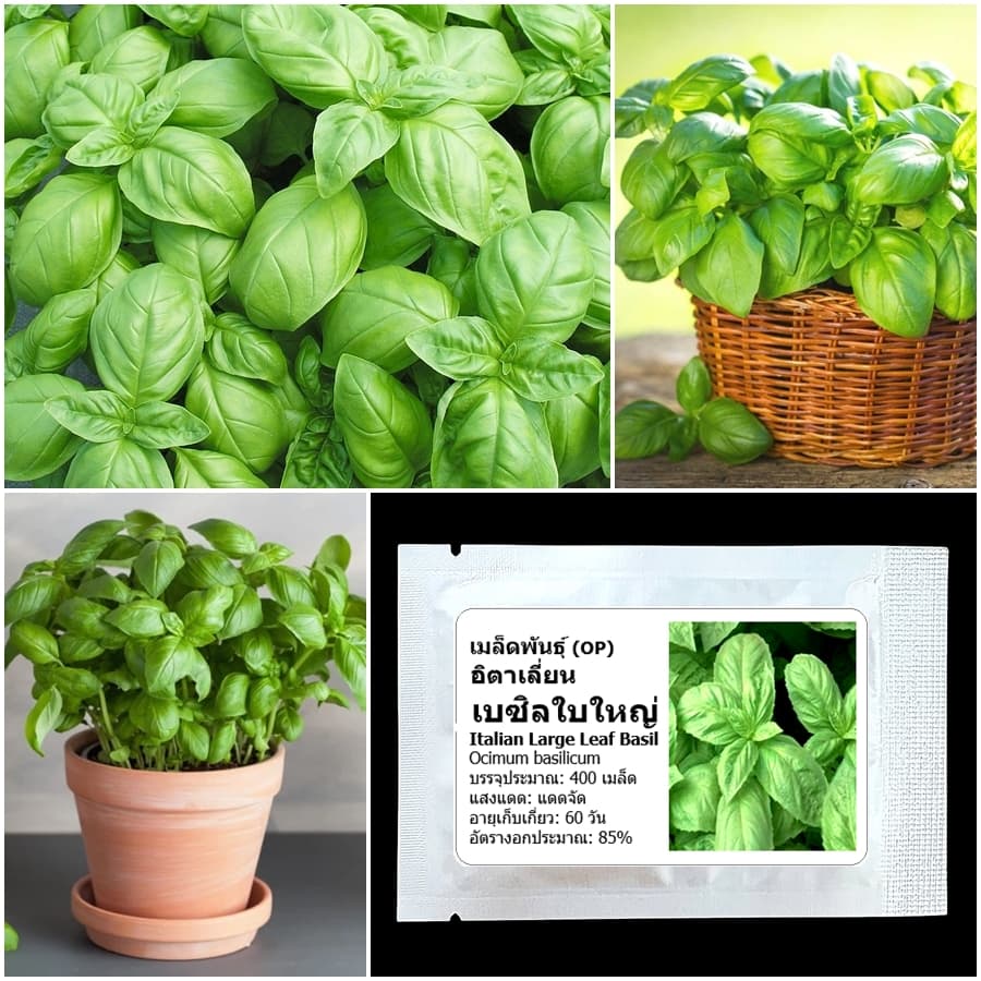 เมล็ดพันธุ์ อิตาเลี่ยน เบซิลใบใหญ่ Italian Large Leaf Basil Seed บรรจุ 400 เมล็ด คุณภาพดี รูปที่ 1