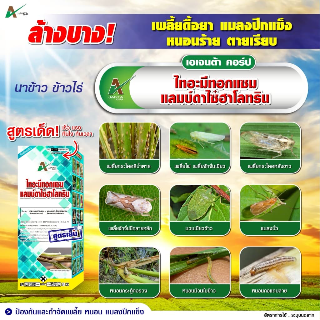 ไทอะมีทอกแซม + แลมป์ดาไซฮาโลทริน สูตรเย็น สูตรพิเศษ ZC น็อคแรง คุมนาน กำจัดเพลี้ยไฟ เพลี้ยจั๊กจั่น แมลงปีกแข็ง รูปที่ 8