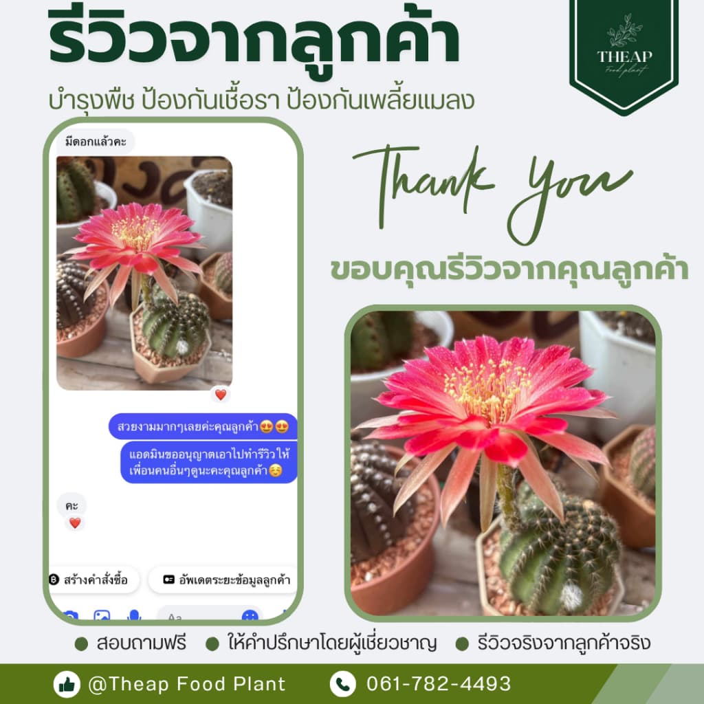 สเปรย์ป้องกันและกำจัดเชื้อราTHEAP รูปที่ 8