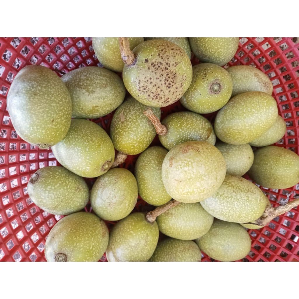 มะกอกใส่ส้มตำมะกอกป่ามะกอกดิบใส่ส้มตำได้เหมือนแบบสุกอร่อยมาก1กก รูปที่ 4