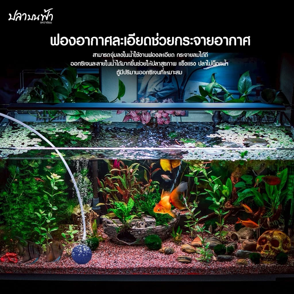 หัวทรายออกซิเจน ชนิดฟองละเอียด สำหรับตู้ปลา และบ่อปลา ช่วยกระจายออกซิเจนได้อย่างดี ใช้ได้กับปลาทุกชนิด รูปที่ 2