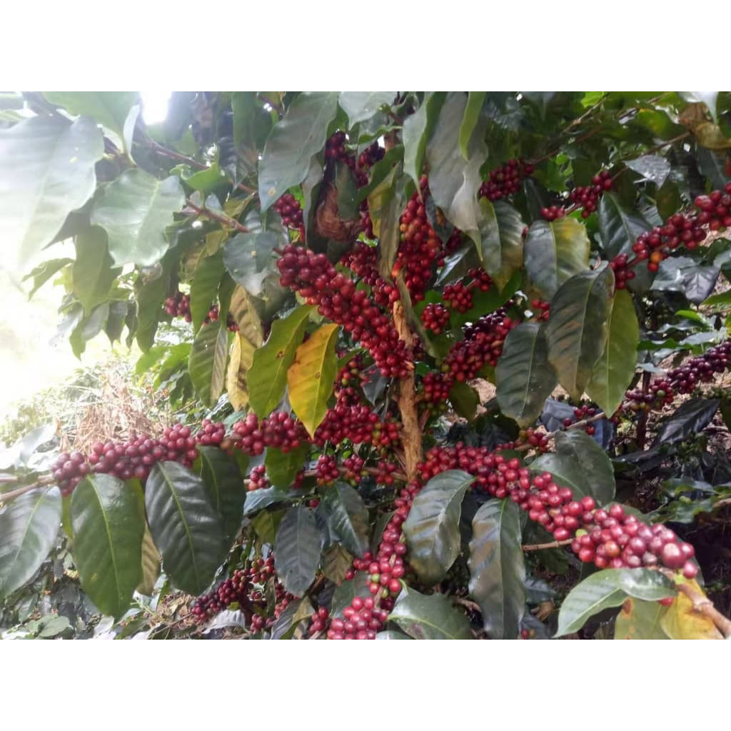 RT เมล็ดกาแฟโรบัสต้า "คั่วเข้มมาก" French Roast ขนาด 250 กรัม จากจังหวัดเชียงราย รูปที่ 3