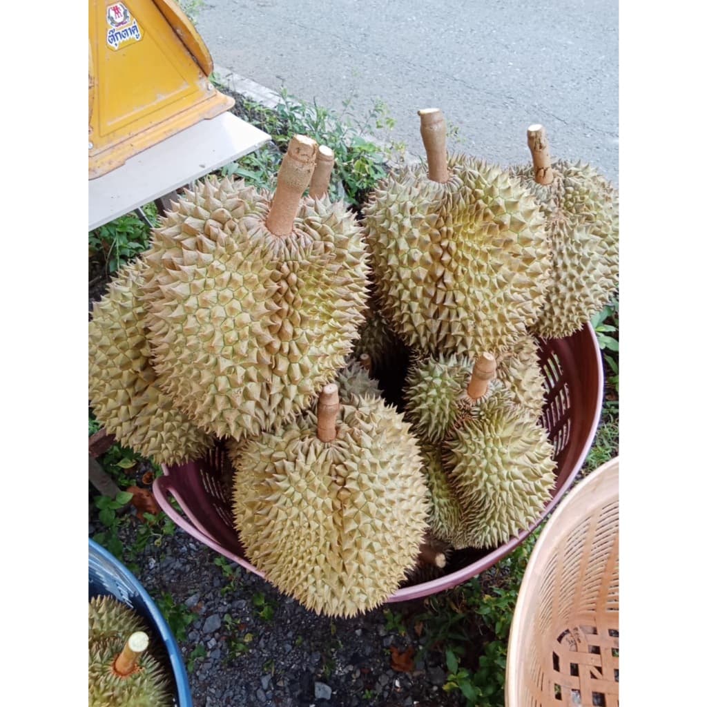 ทุเรียนหมอนทอง เกรด A นน. 3 กิโลกรัม ขึ้นไป รูปที่ 4