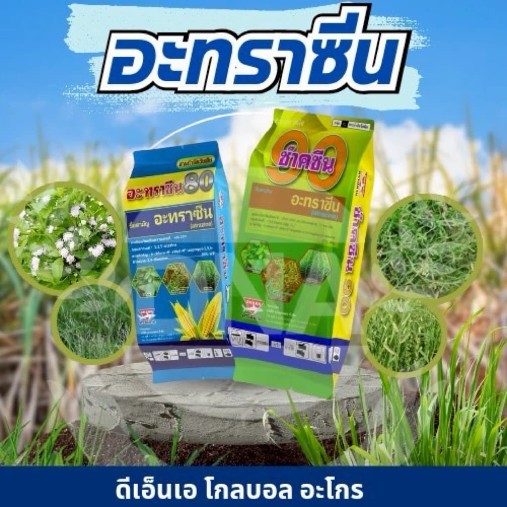 อะทราซีน กำจัดหญ้าในไร่สับปะรด กำจัดหญ้าไร่ข้าวโพด กำจัดหญ้าไร่อ้อย ออกฤทธิ์คุมฆ่าหญ้า รูปที่ 1