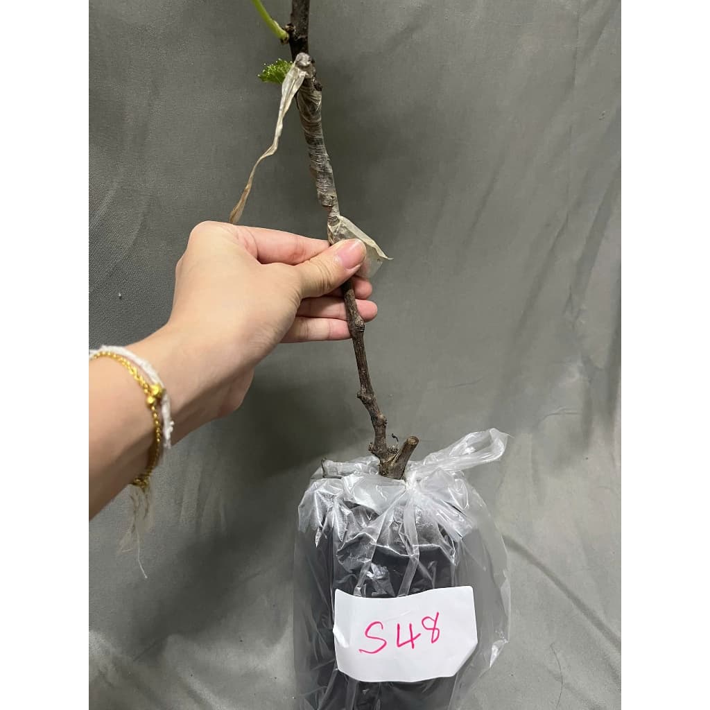 องุ่นพันธุ์S-48 ไร้เมล็ด ลักษณะลูกใหญ่ดก ปลูกง่ายทนร้อน ต้นเสียบยอดสูง 60-70 ซม รูปที่ 2