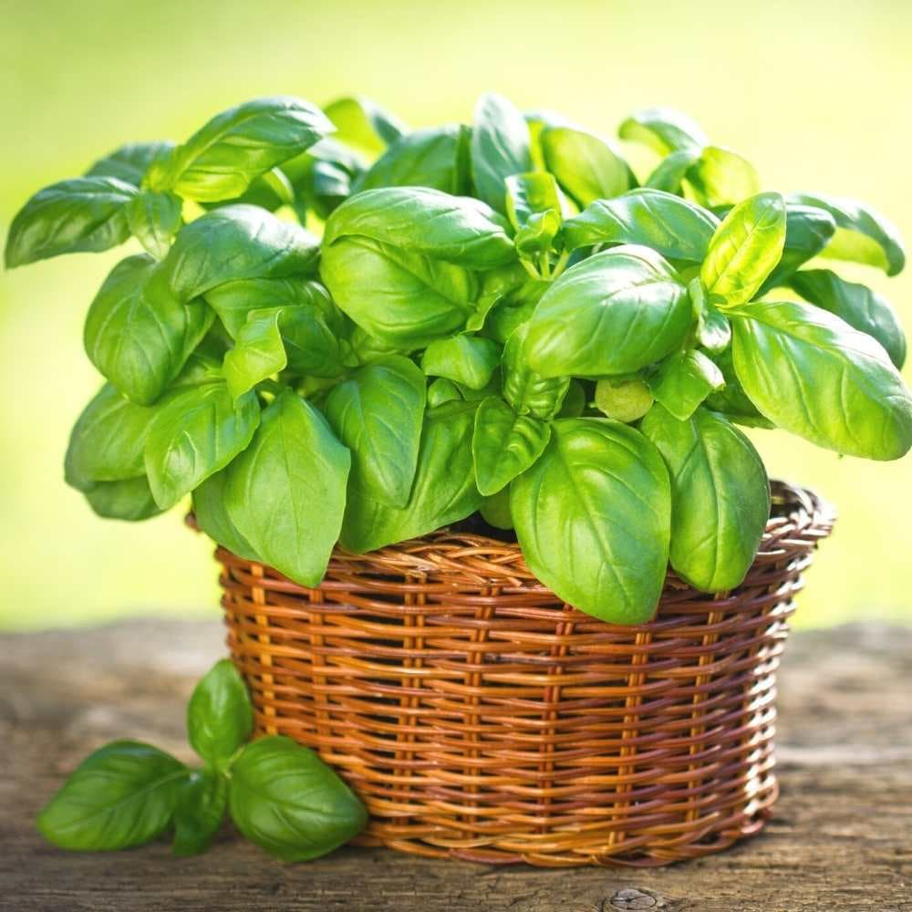 เมล็ดพันธุ์ อิตาเลี่ยน เบซิลใบใหญ่ Italian Large Leaf Basil Seed บรรจุ 400 เมล็ด คุณภาพดี รูปที่ 3