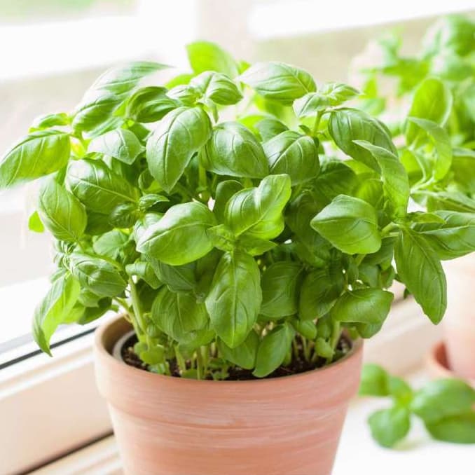 เมล็ดพันธุ์ อิตาเลี่ยน เบซิลใบใหญ่ Italian Large Leaf Basil Seed บรรจุ 400 เมล็ด คุณภาพดี รูปที่ 5
