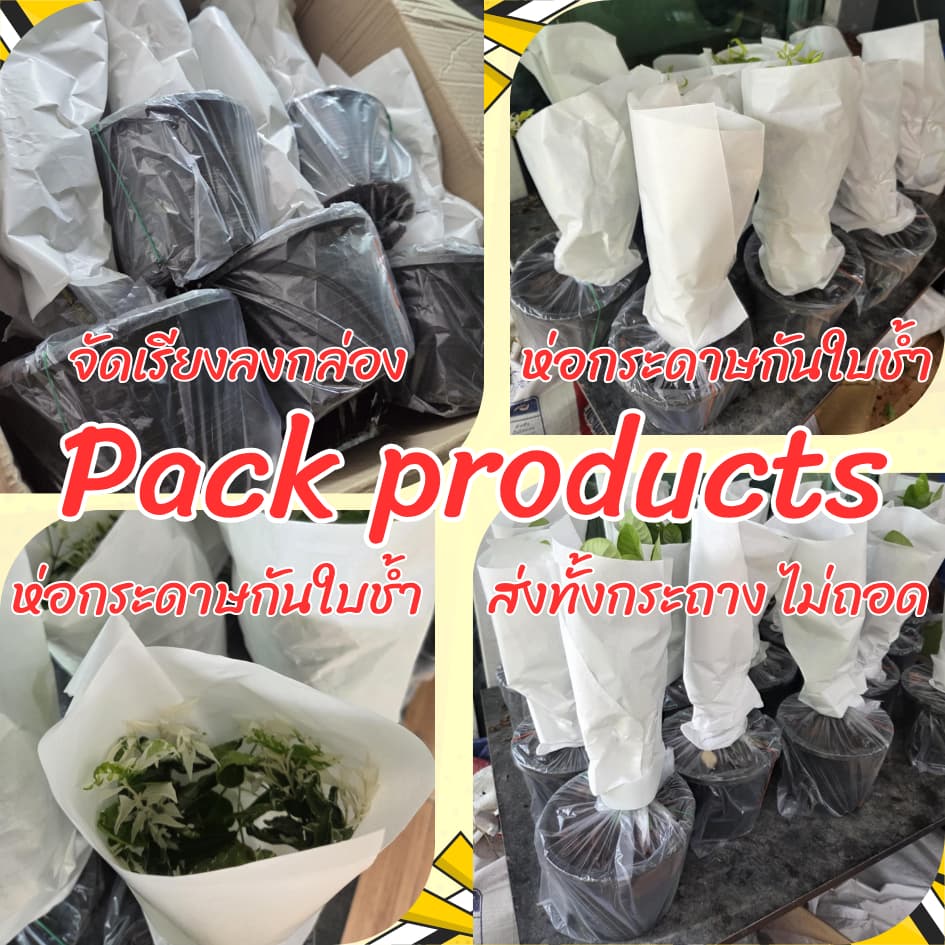ต้นมะลิลา กระถาง 6 นิ้ว รูปที่ 9