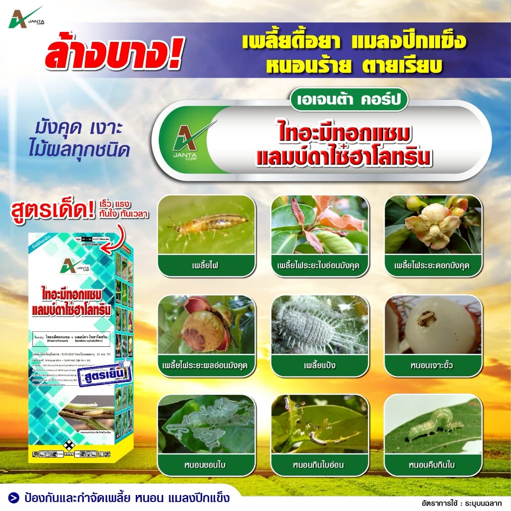 ไทอะมีทอกแซม + แลมป์ดาไซฮาโลทริน สูตรเย็น สูตรพิเศษ ZC น็อคแรง คุมนาน กำจัดเพลี้ยไฟ เพลี้ยจั๊กจั่น แมลงปีกแข็ง รูปที่ 5