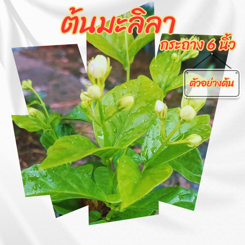 ต้นมะลิลา กระถาง 6 นิ้ว รูปที่ 5