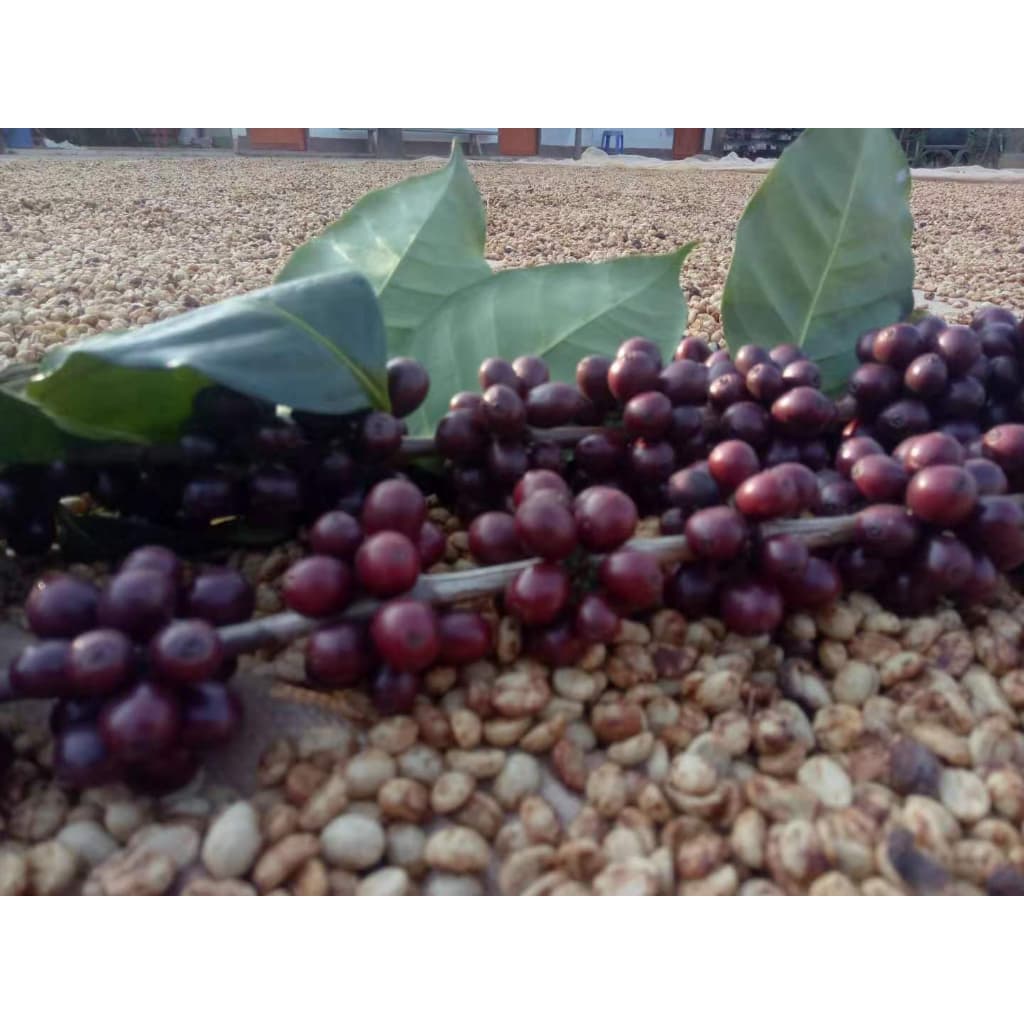 RT เมล็ดกาแฟโรบัสต้า "คั่วเข้มมาก" French Roast ขนาด 250 กรัม จากจังหวัดเชียงราย รูปที่ 2