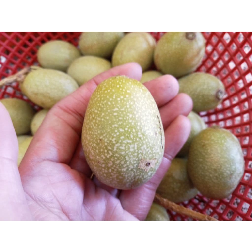 มะกอกใส่ส้มตำมะกอกป่ามะกอกดิบใส่ส้มตำได้เหมือนแบบสุกอร่อยมาก1กก รูปที่ 2