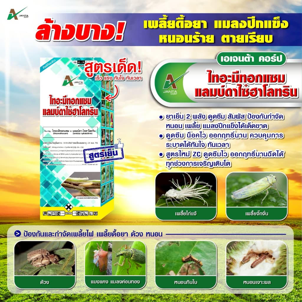 ไทอะมีทอกแซม + แลมป์ดาไซฮาโลทริน สูตรเย็น สูตรพิเศษ ZC น็อคแรง คุมนาน กำจัดเพลี้ยไฟ เพลี้ยจั๊กจั่น แมลงปีกแข็ง รูปที่ 1