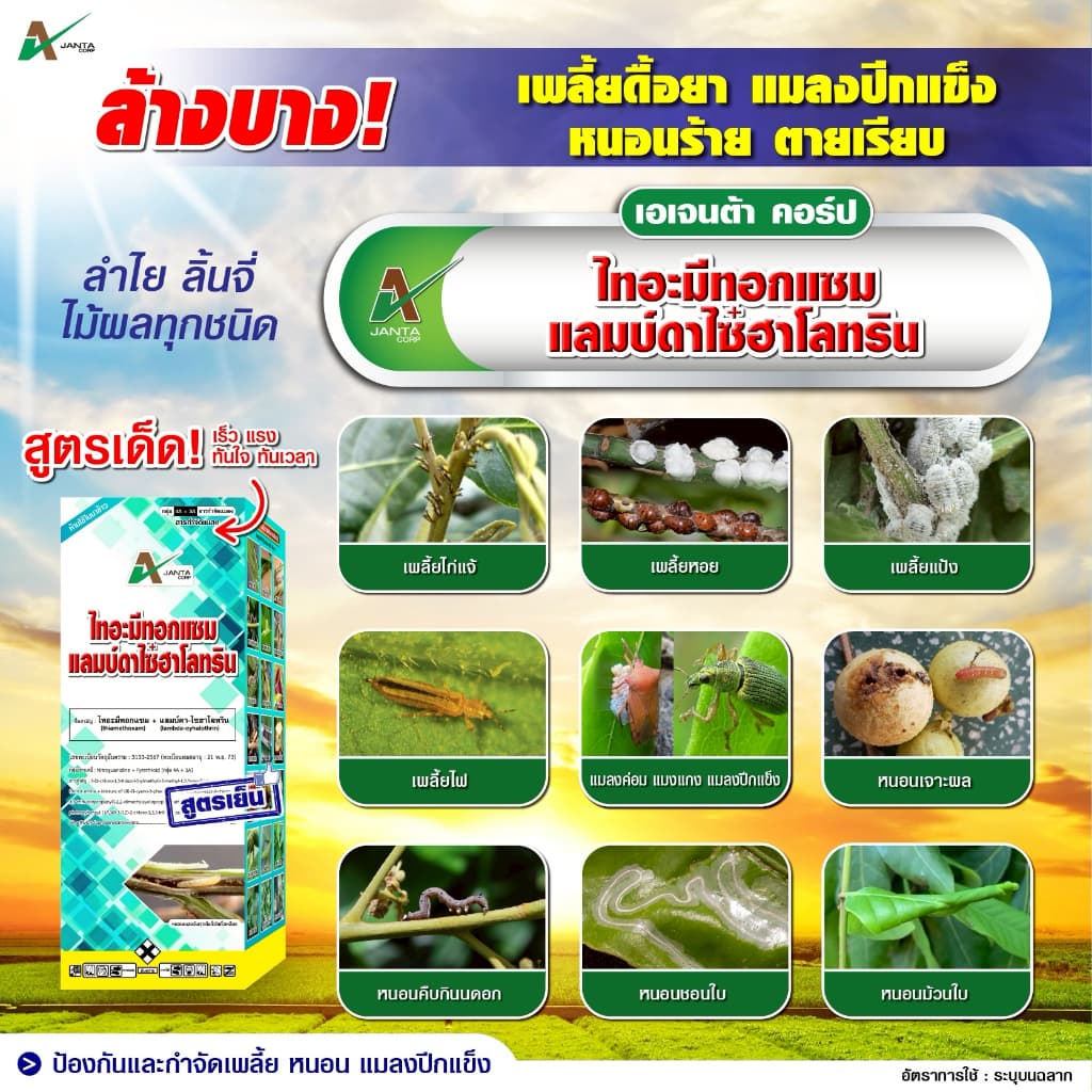 ไทอะมีทอกแซม + แลมป์ดาไซฮาโลทริน สูตรเย็น สูตรพิเศษ ZC น็อคแรง คุมนาน กำจัดเพลี้ยไฟ เพลี้ยจั๊กจั่น แมลงปีกแข็ง รูปที่ 4