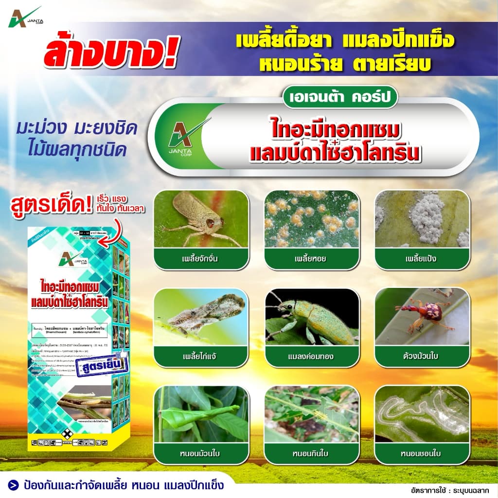 ไทอะมีทอกแซม + แลมป์ดาไซฮาโลทริน สูตรเย็น สูตรพิเศษ ZC น็อคแรง คุมนาน กำจัดเพลี้ยไฟ เพลี้ยจั๊กจั่น แมลงปีกแข็ง รูปที่ 6