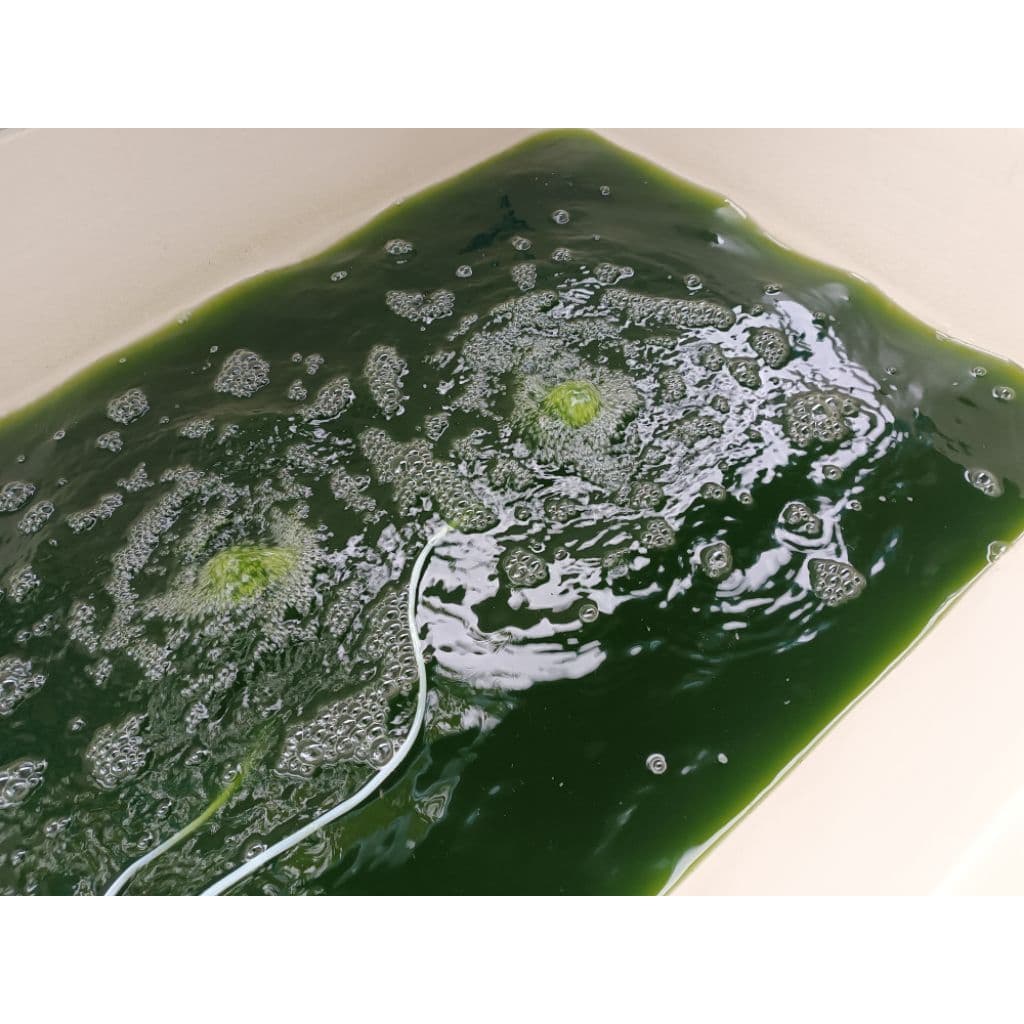 หัวเชื้อน้ำเขียว Chlorella สาหร่ายคอลเรลล่า สำหรับเพาะเลี้ยงไรแดง รูปที่ 3