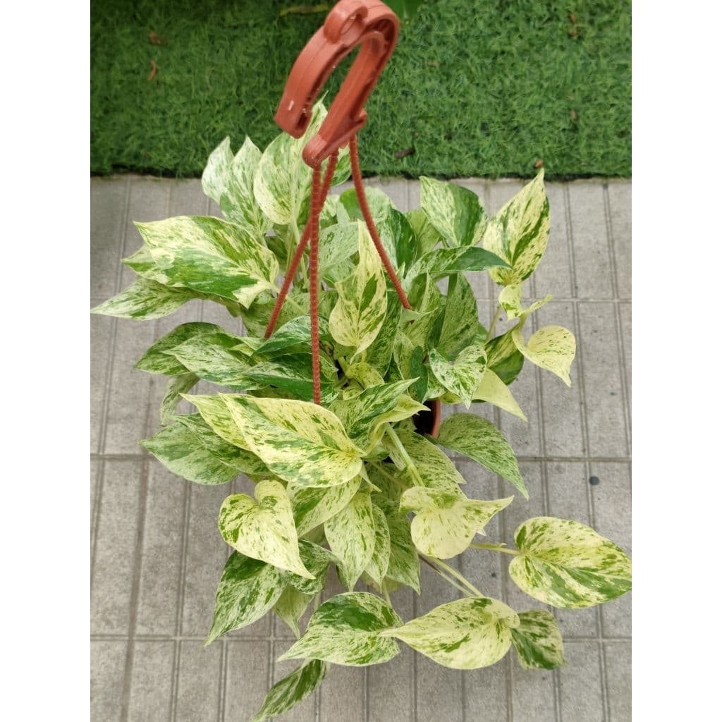 พลูด่าง/พลูด่างราชินีหินอ่อนMarble Queen กระถาง3-8นิ้วและแบบกิ่งตัดสด รูปที่ 7