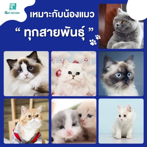 Pet Record ขนมแมวเลีย 16g อร่อยฟิน 5 รสชาติ เกรดพรีเมียม บำรุงขน ไม่เค็ม น้องแมวเลิฟเลย! รูปที่ 8
