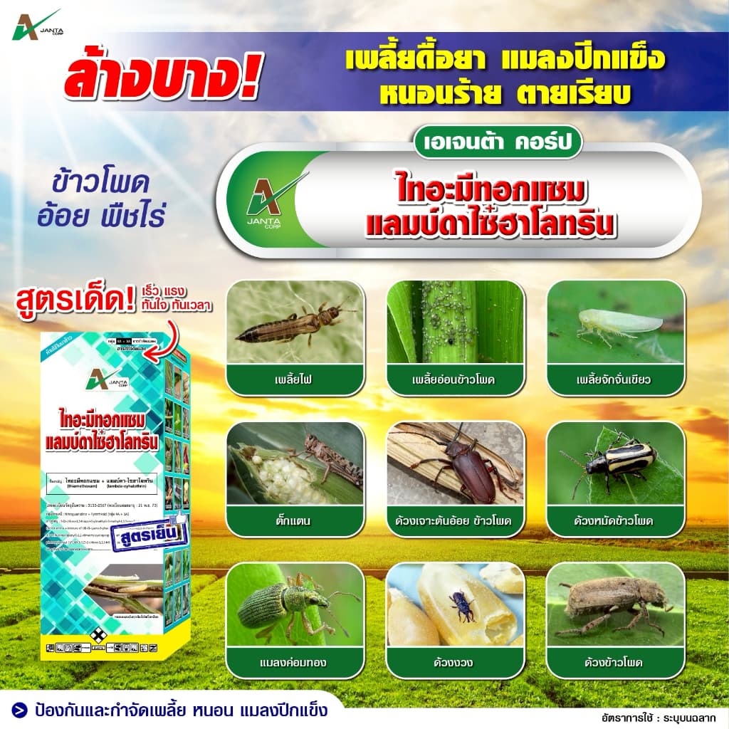 ไทอะมีทอกแซม + แลมป์ดาไซฮาโลทริน สูตรเย็น สูตรพิเศษ ZC น็อคแรง คุมนาน กำจัดเพลี้ยไฟ เพลี้ยจั๊กจั่น แมลงปีกแข็ง รูปที่ 9