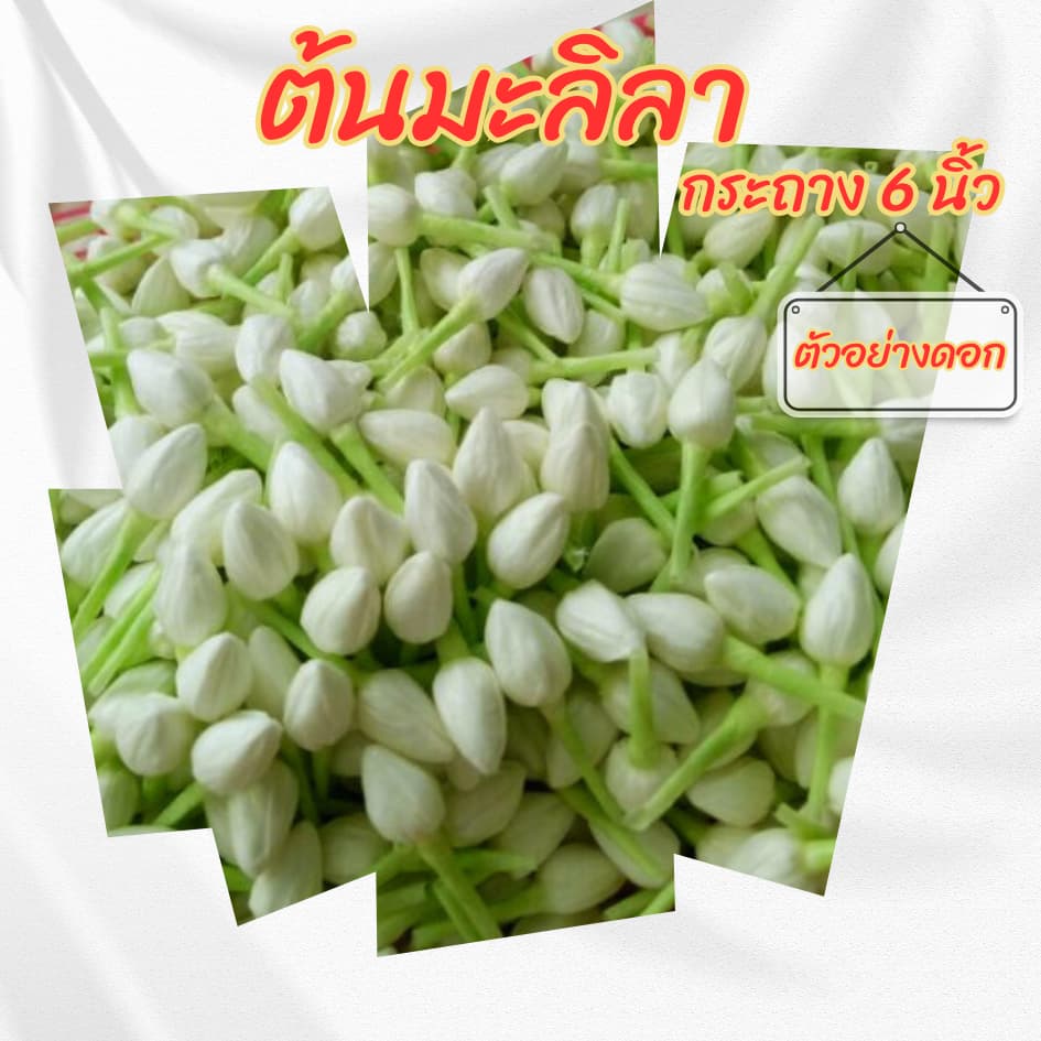 ต้นมะลิลา กระถาง 6 นิ้ว รูปที่ 4