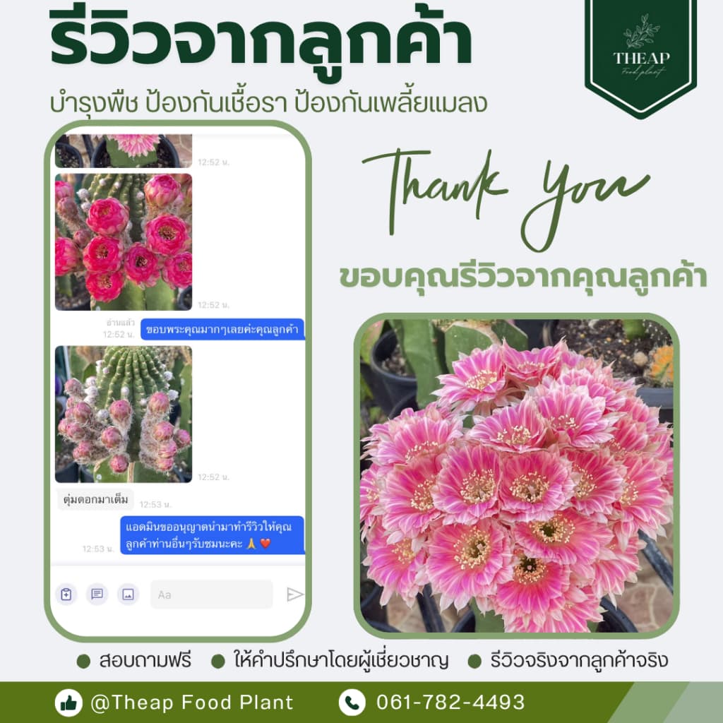 สเปรย์ป้องกันและกำจัดเชื้อราTHEAP รูปที่ 5