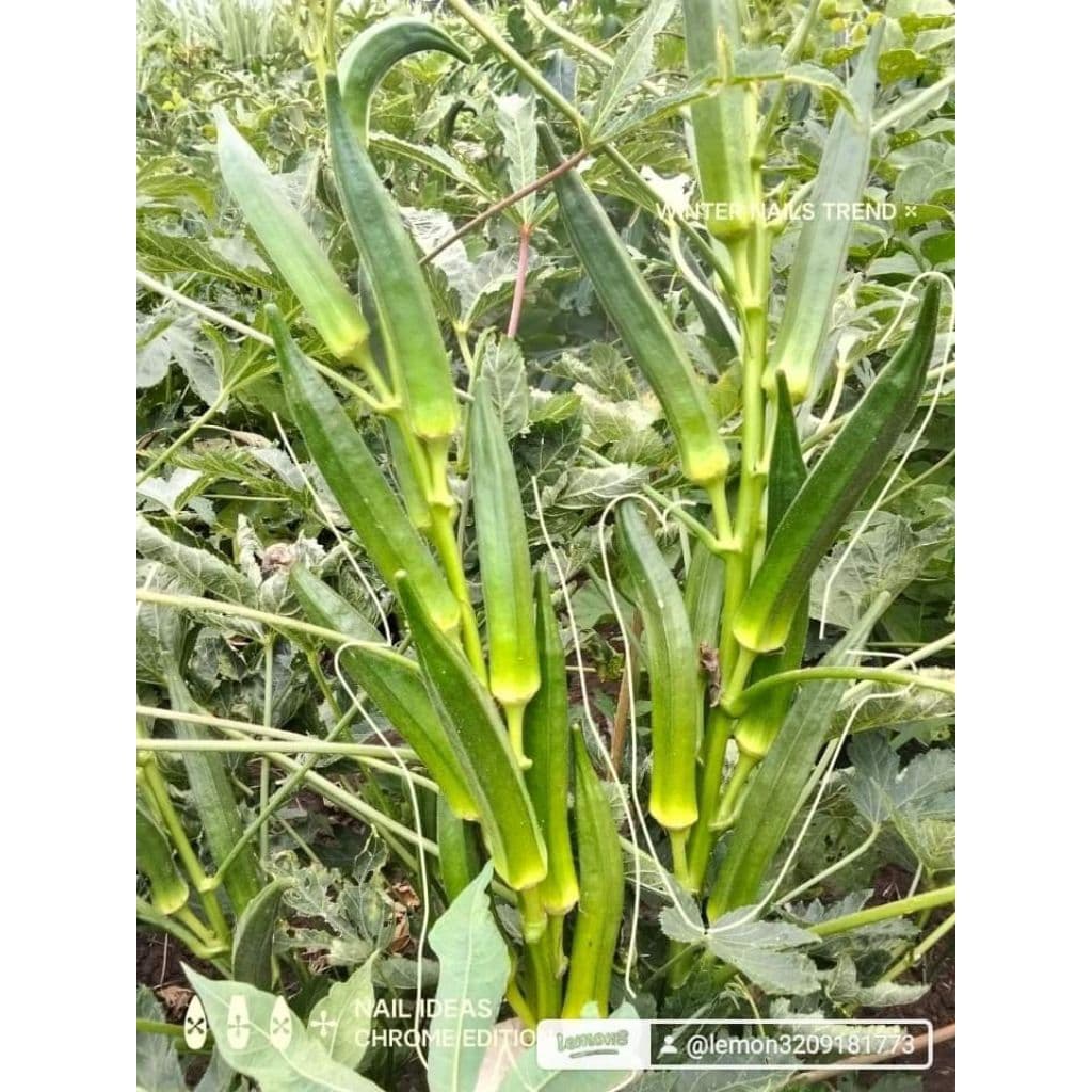 เมล็ดพันธุ์กระเจี๊ยบเขียวโอซาก้า 1000เมล็ด 99บาทำ รูปที่ 5