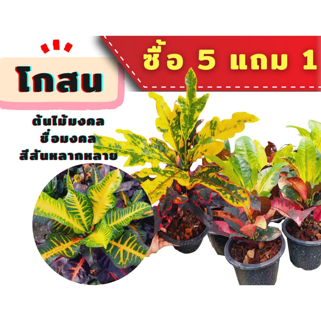 โกสนสายพันธุ์ต่างๆซื้อ 5 แถม 1***รบกวนสั่งซื้อขั้นต่ำ 2 ต้นนะคะ*** รูปที่ 1
