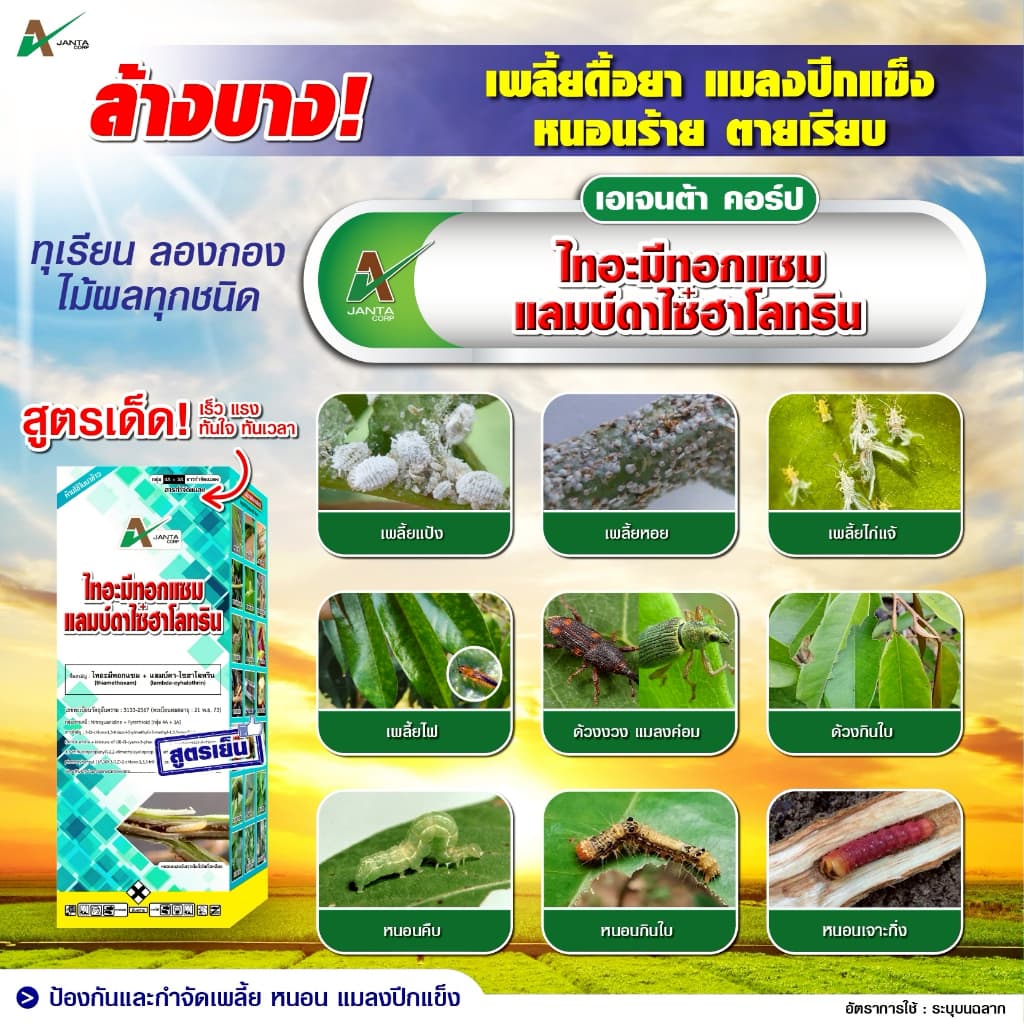 ไทอะมีทอกแซม + แลมป์ดาไซฮาโลทริน สูตรเย็น สูตรพิเศษ ZC น็อคแรง คุมนาน กำจัดเพลี้ยไฟ เพลี้ยจั๊กจั่น แมลงปีกแข็ง รูปที่ 3