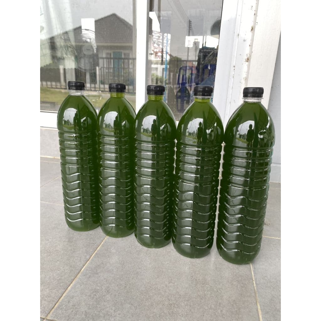 หัวเชื้อน้ำเขียว Chlorella สาหร่ายคอลเรลล่า สำหรับเพาะเลี้ยงไรแดง รูปที่ 7