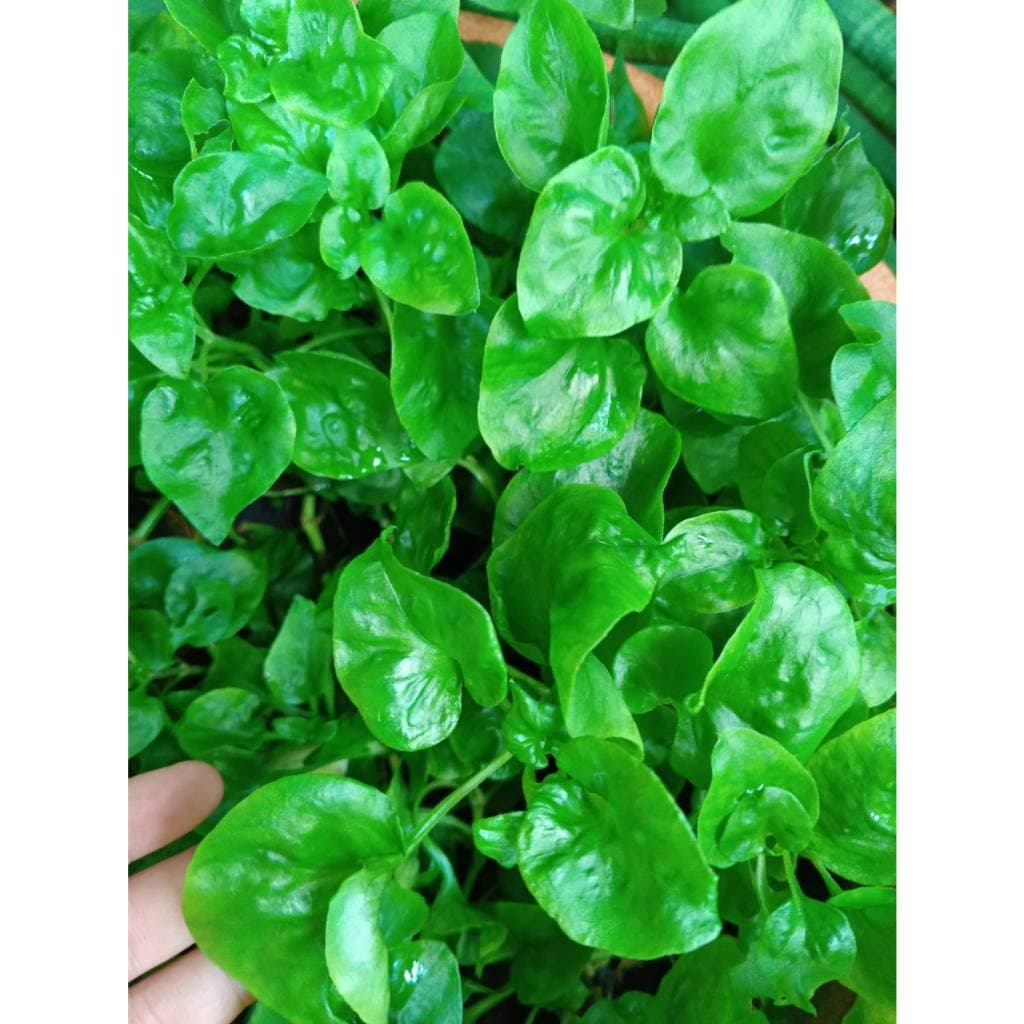 ต้นกล้า วอเตอร์เครส สีเขียว green watercress สลัดน้ำ กล้าละ 10บาท รูปที่ 5