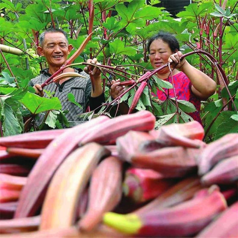 80 เมล็ด เมล็ดพันธุ์ กระเจี๊ยบเขียวฝักแดง กระเจี๊ยบเขียว ฝักแดง นำเข้าจากต่างประเทศ รูปที่ 5