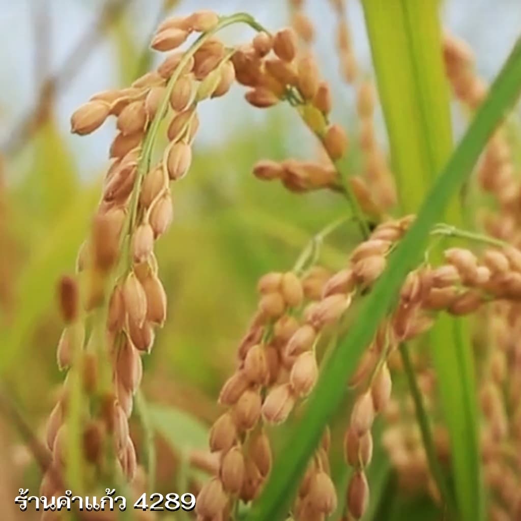 เมล็ดพันธุ์ข้าวญี่ปุ่น บรรจุ 1 Kg. พันธุ์ข้าวอย่างดี คัดพิเศษ ปลูกได้ตลอดปี ปลูกเองขายเองโดยวิธีธรรมชาติ รูปที่ 9