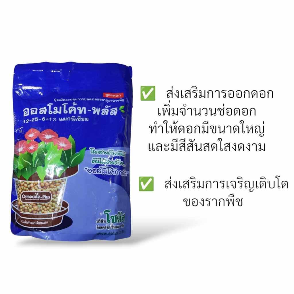 ออสโมโค้ท 1 กก. 13-13-13 บำรุงต้นดอกผล ออสโมโค้ท-พลัส 12-25-6 ปุ๋ยเร่งดอก ปุ๋ยแคคตัส ปุ๋ยละลายช้า รูปที่ 5