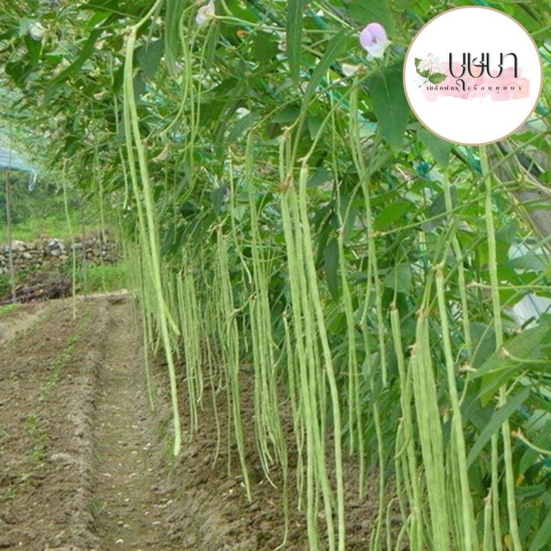 เมล็ดพันธุ์ถั่วฝักยาว 20 เมล็ด 9 บาท รูปที่ 4