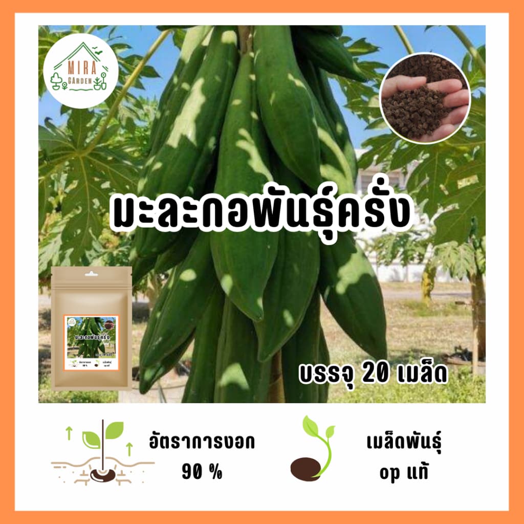9บาท เมล็ดมะละกอพันธุ์ครั่ง 20 เมล็ด รูปที่ 1