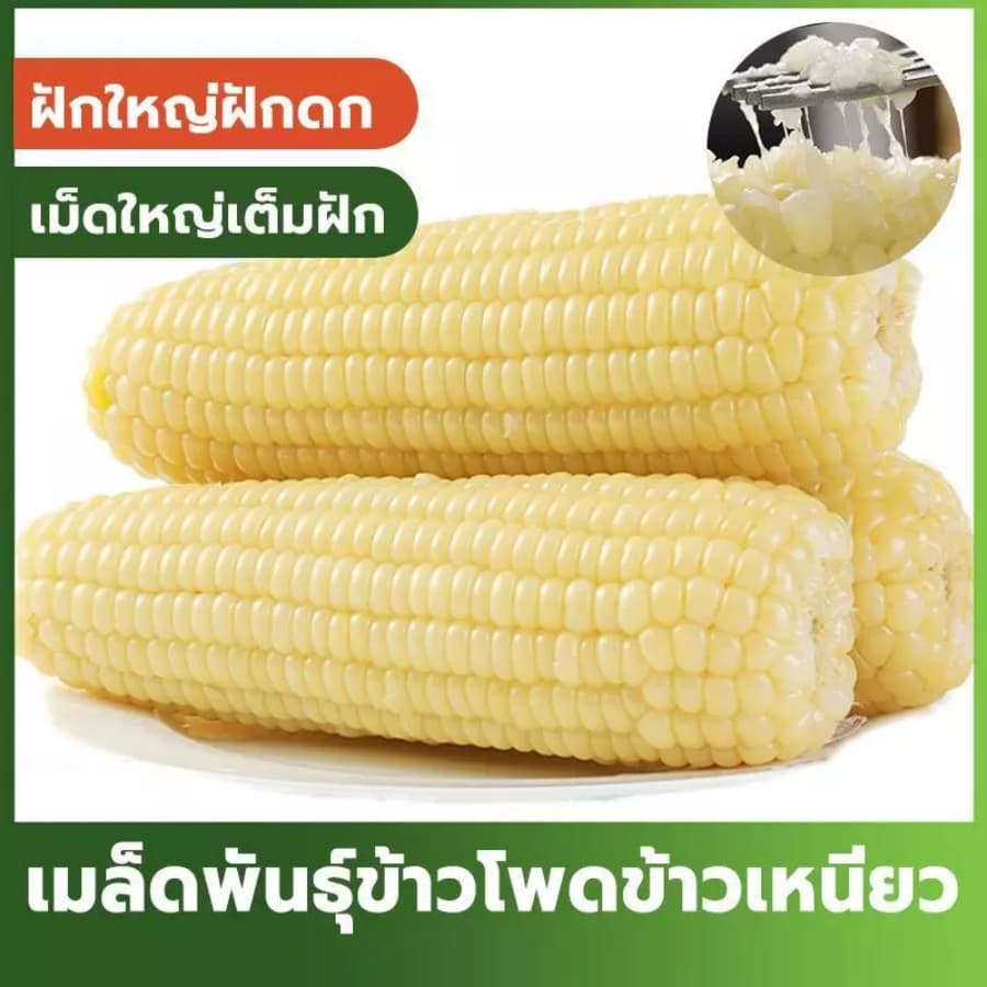 เมล็ดพันธุ์ข้าวโพดข้าวเหนียว เม็ดข้าวโพดคัดพิเศษ งอกดีมาก บรรจุ 40 เมล็ด รูปที่ 1