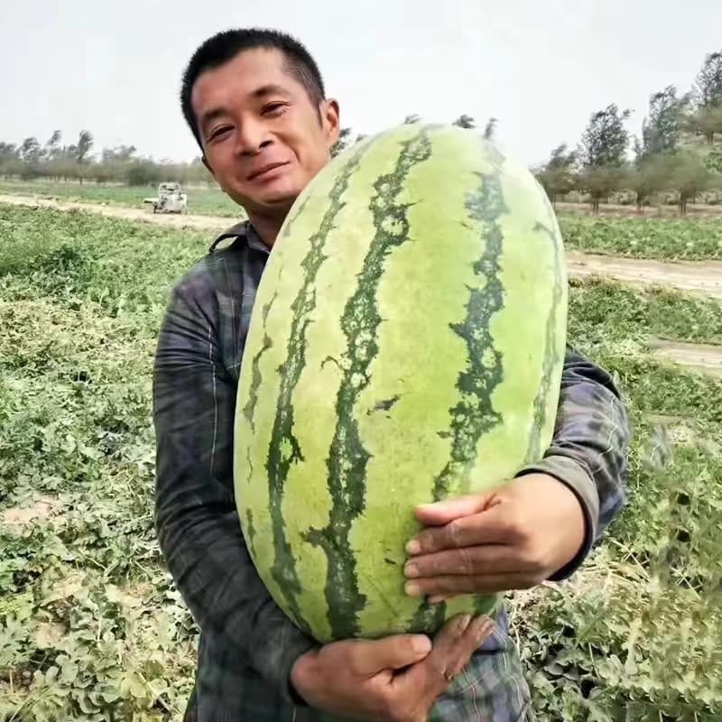 30 เมล็ดเมล็ดพันธุ์แตงโมยักษ์ เนื้อสีแดง หวานสุดๆ ปลูกง่ายลูกโต รูปที่ 3