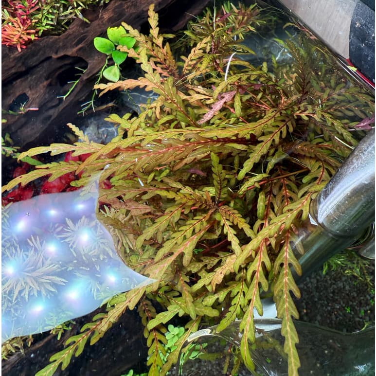 Hygrophilia Pinnatifida ไมยราบน้ำ รูปที่ 3