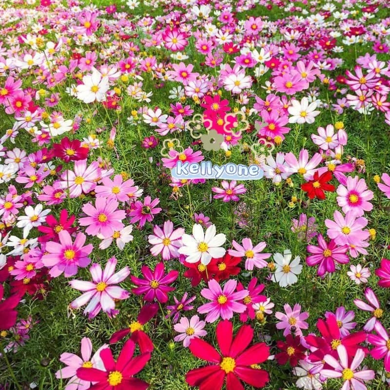 เมล็ดพันธุ์​ดอกไม้ นานาชนิด เมล็ดเยอะ เหมาะสำหรับบ้านและสวนขนาดเล็ก รูปที่ 5