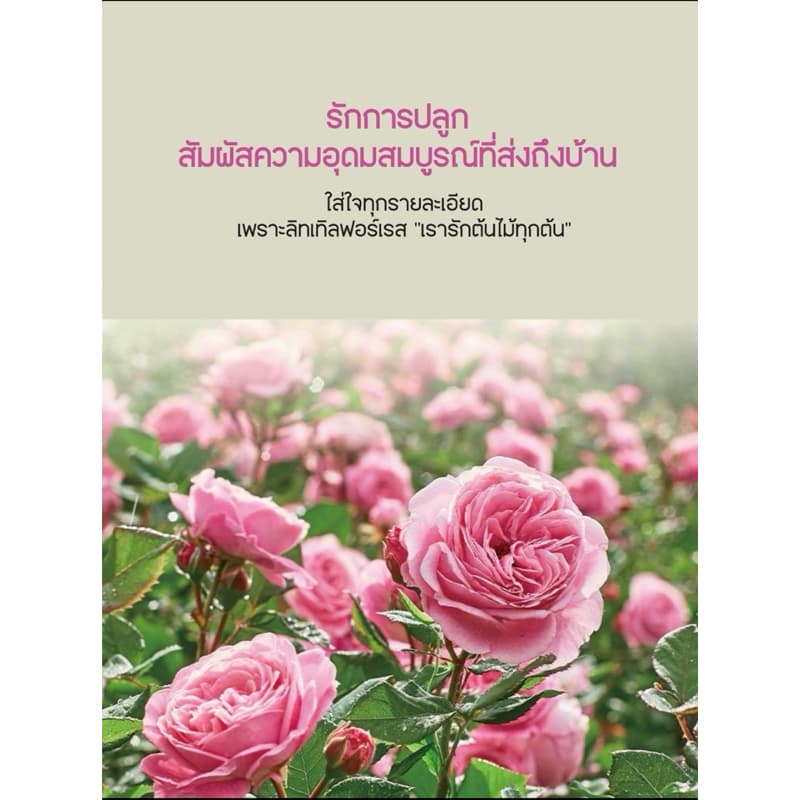 ดินสูตรพรีเมี่ยม Little forest 1กระสอบ 32 ลิตร ดินกุหลาบ ดินปลูกกุหลาบปลูกพืชผักสวนครัว รูปที่ 2