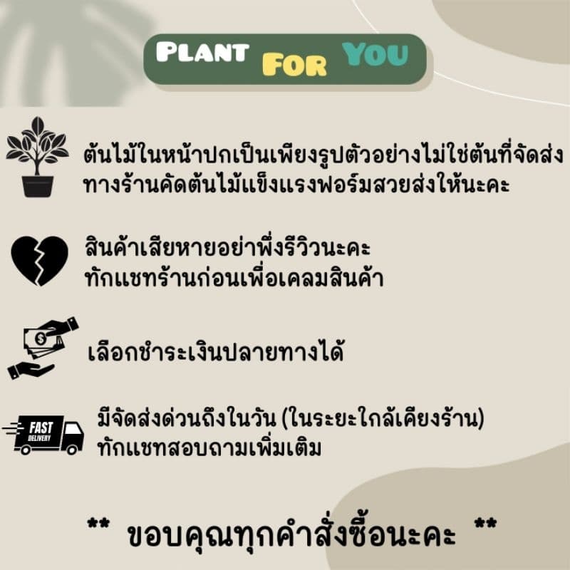 ต้นกวักมรกตดำ Zamioculcas zamifolia พร้อมกระถาง+เม็ดPopper+ขาตั้ง รูปที่ 5