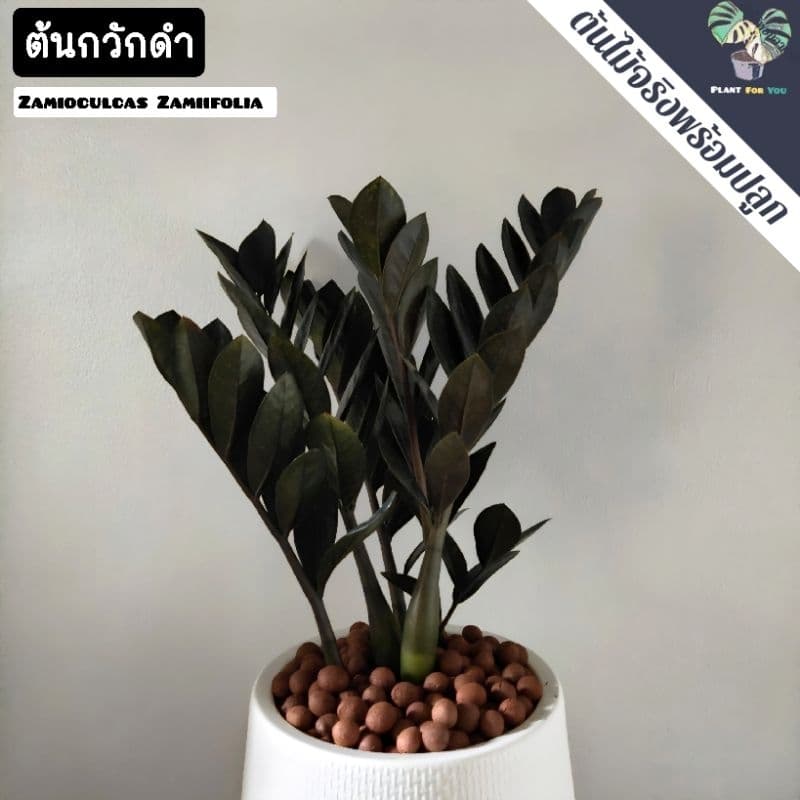 ต้นกวักมรกตดำ Zamioculcas zamifolia พร้อมกระถาง+เม็ดPopper+ขาตั้ง รูปที่ 4