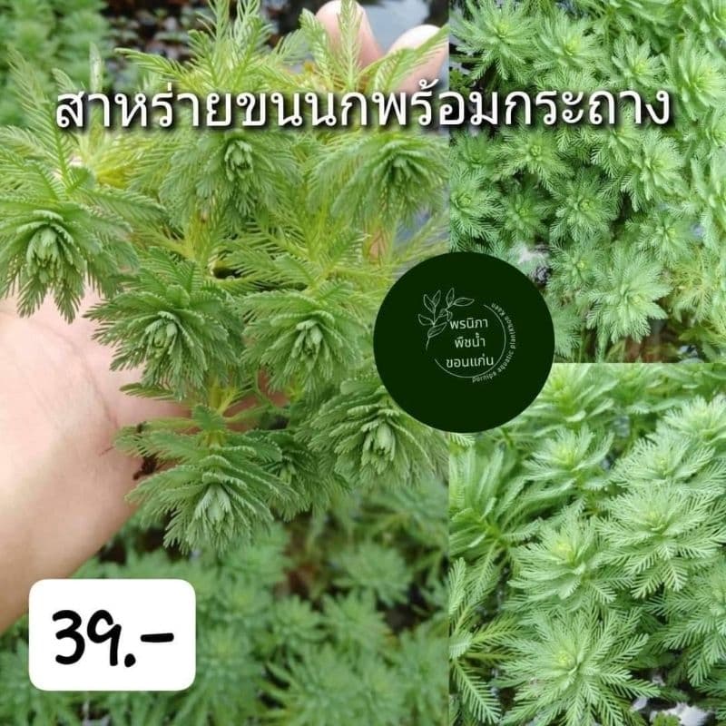 สาหร่ายขนนกเขียวส่งพร้อมกระถางดินเผา ใช้ประดับต่างๆตู้ปลาสวยงาม รูปที่ 2