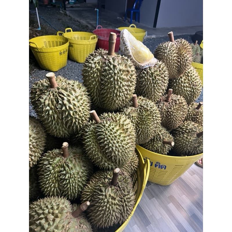 ยอดสั่งซื้อเยอะสุด! ทุเรียนหมอนแท้ ออแกรนิค 100% มีให้เลือกจะเลือกสวยๆให้น้ำหนักเลือกได้ เก็บเงินปลายทาง รูปที่ 3