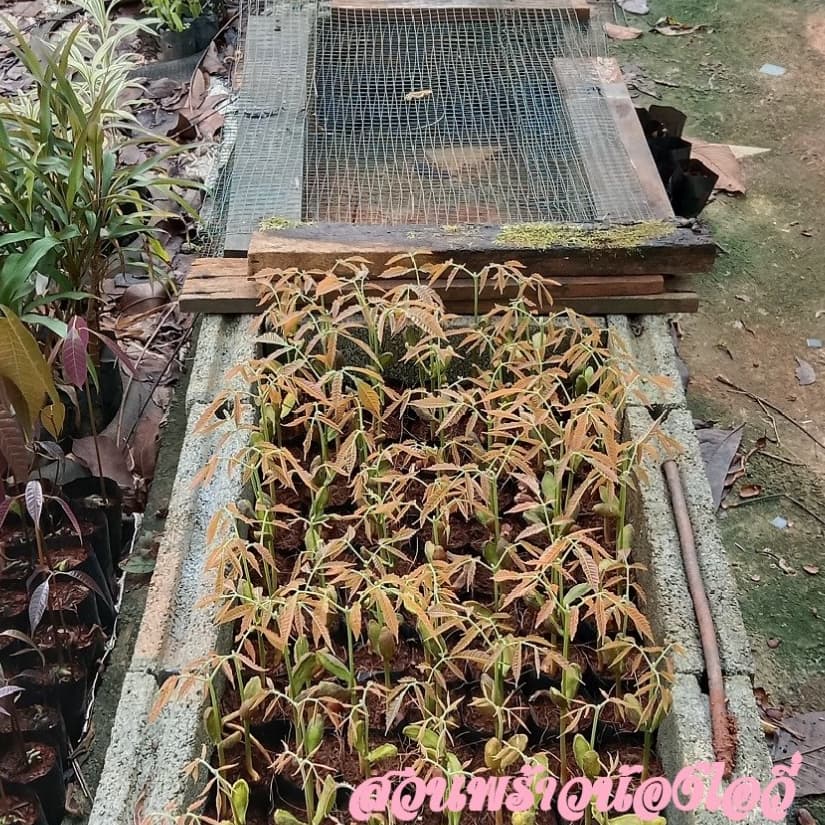 ต้นลำไยคริสตัล รูปที่ 9