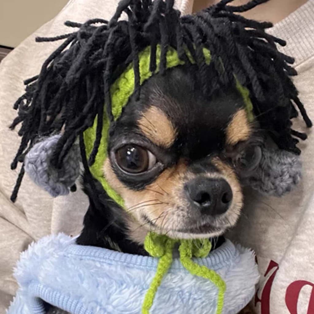 yoyopet : Headband หมวกถักไหมพรม ที่คาดผมสัตว์เลี้ยง หมวกเรกเก้ สำหรับแมวสายเขียว หมวกแฟชั่น รูปที่ 3