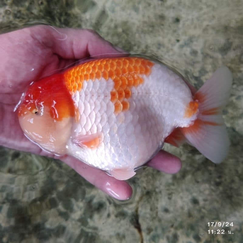 ปลาCosmo เม็ดจม โปรตีน42% เร่งสี เร่งโต น้ำไม่ขุ่น รูปที่ 6